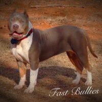 Topdog Bullies Flo