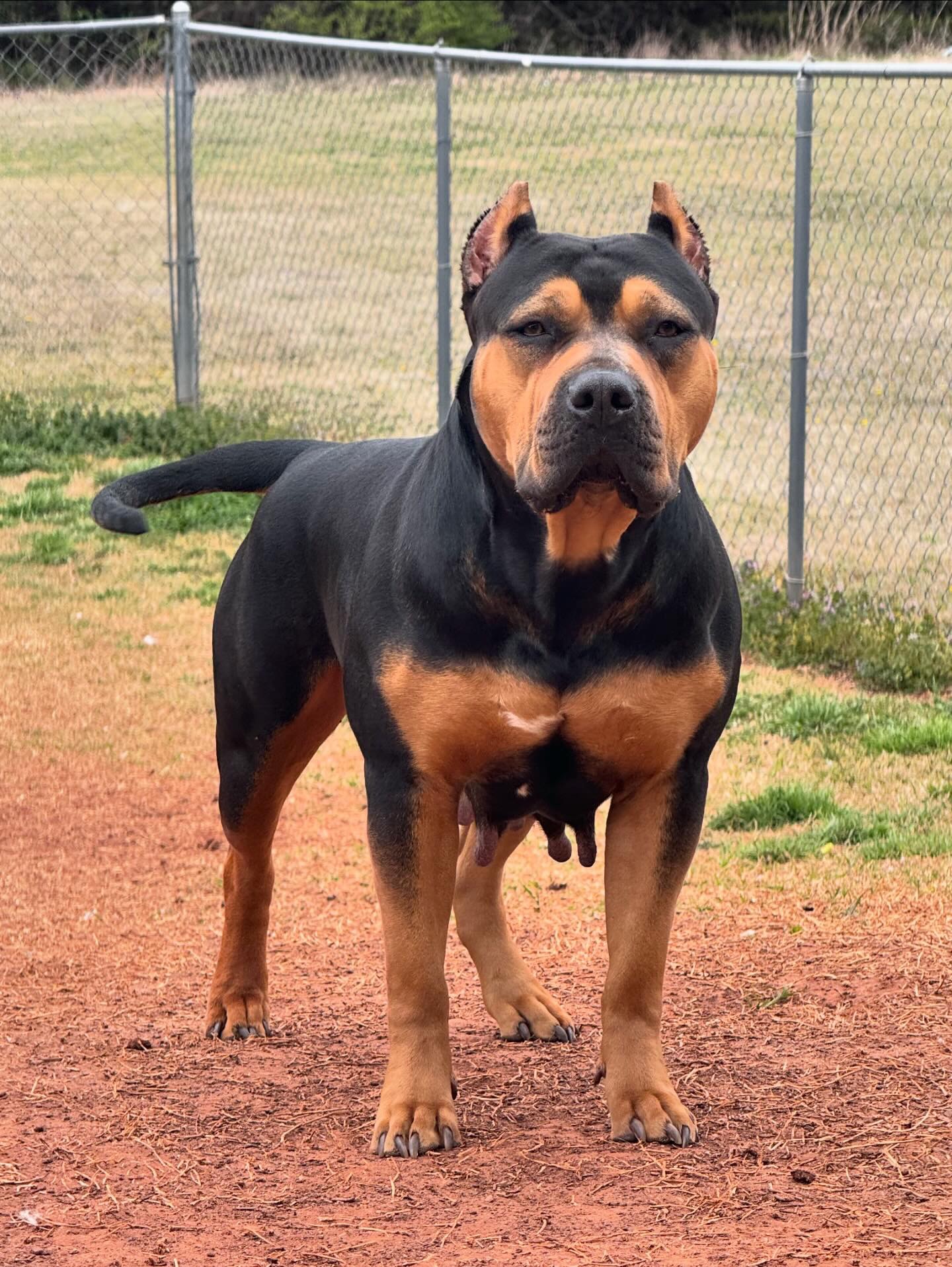 Dog Featured Image