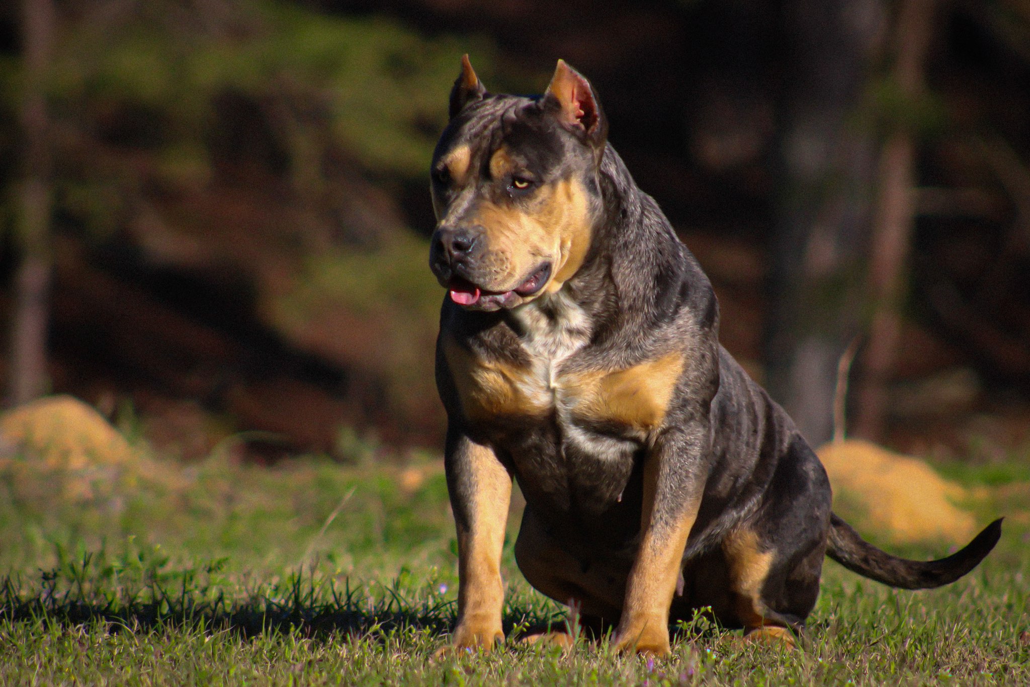 Dog Featured Image