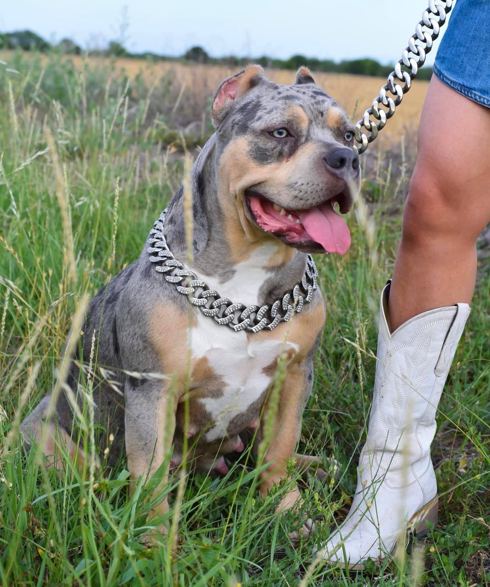 Dog Featured Image