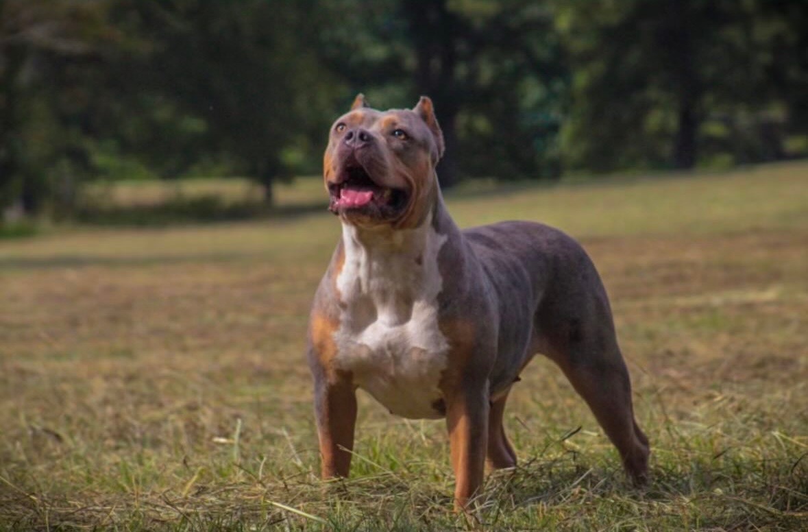 Dog Featured Image