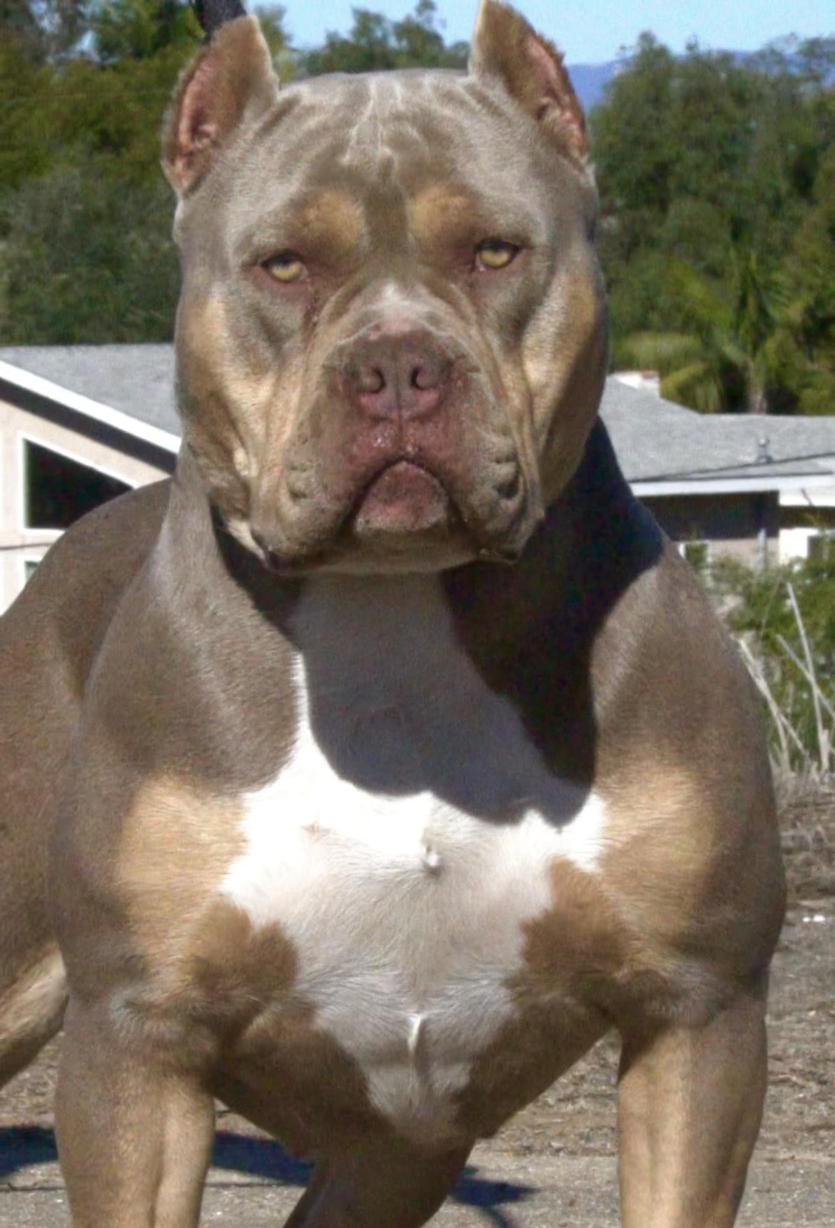 Dog Featured Image