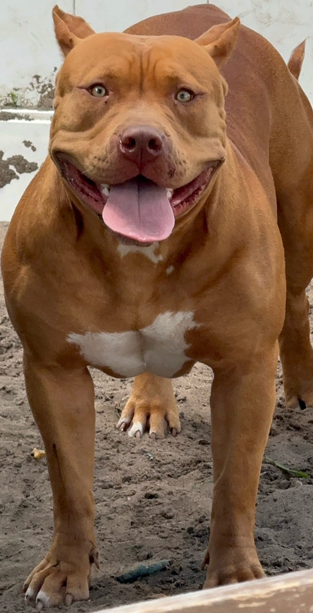 Dog Featured Image