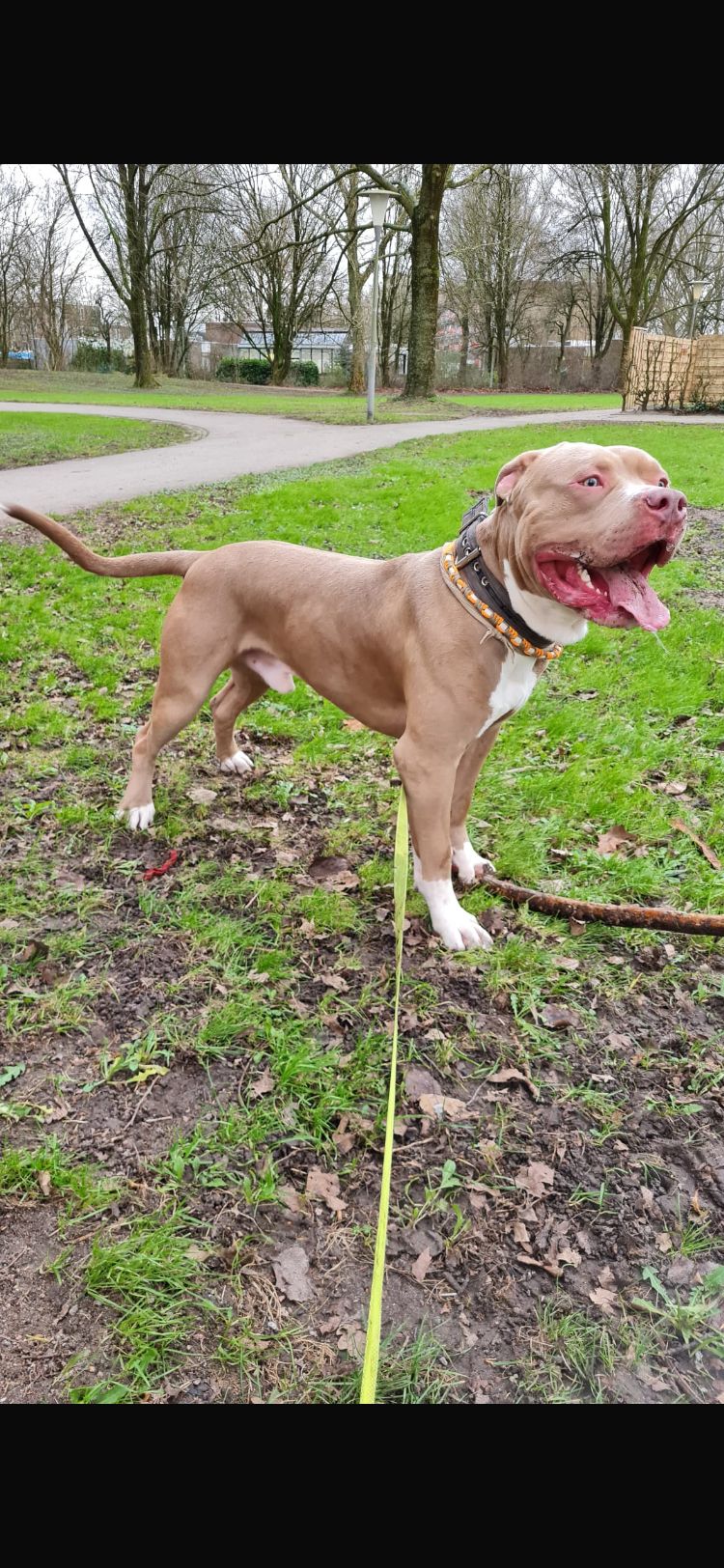 Dog Featured Image