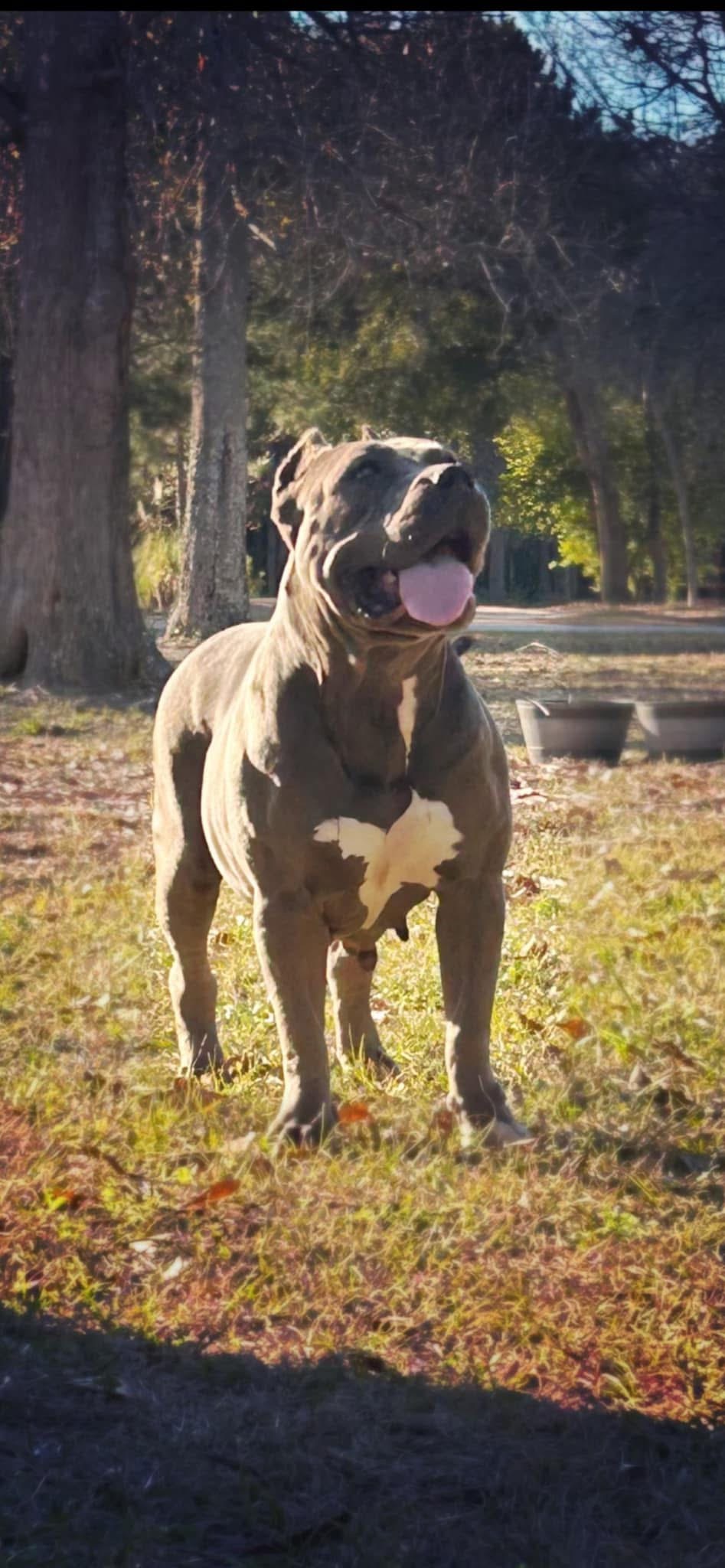 Dog Featured Image