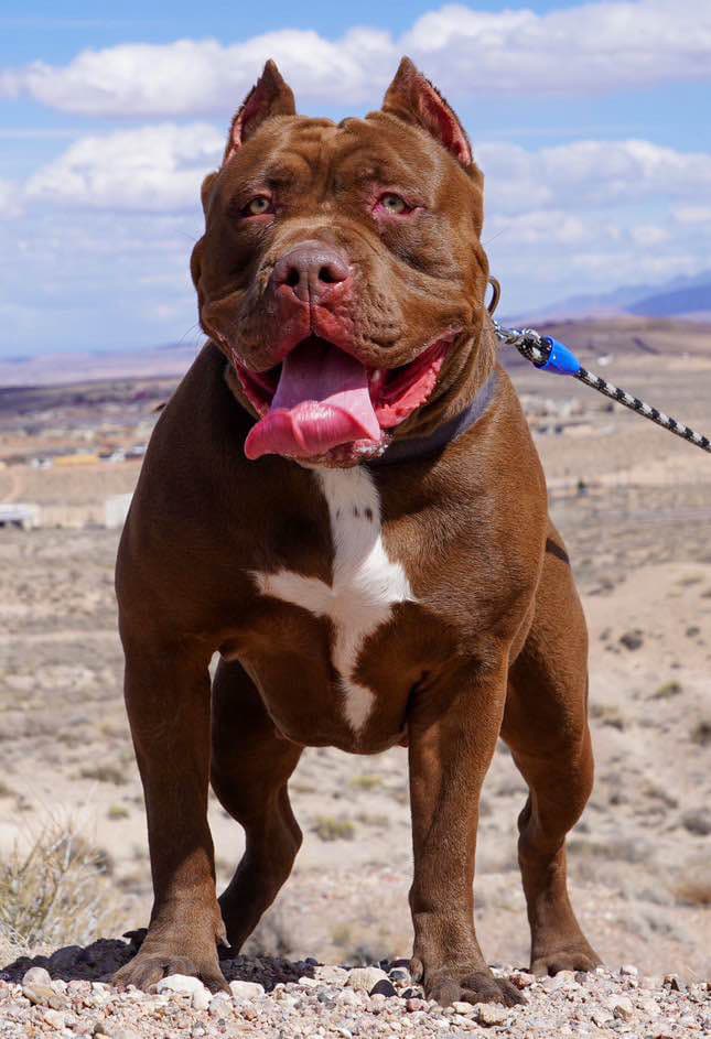 Dog Featured Image