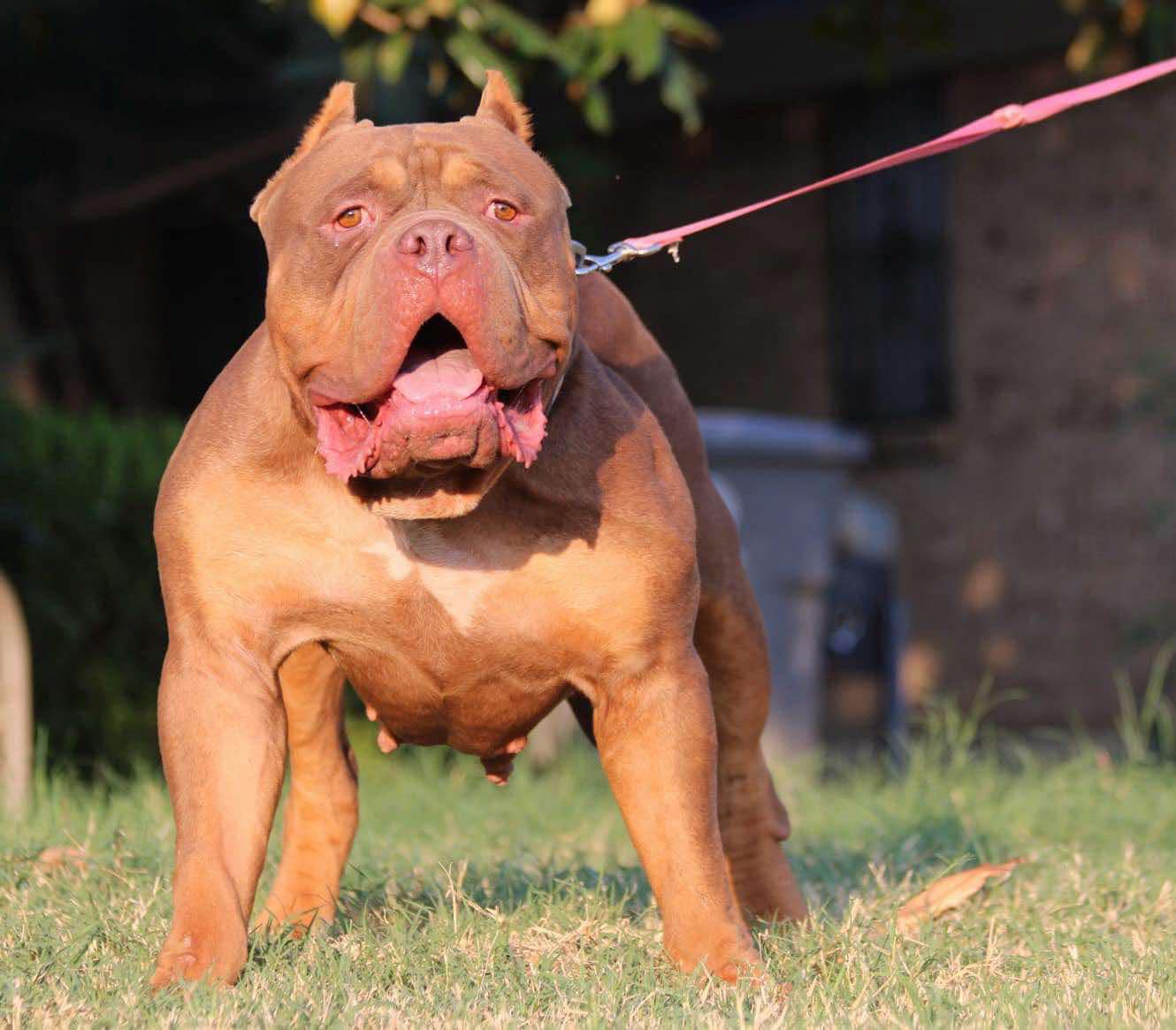 Dog Featured Image