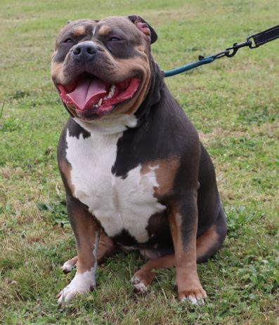 Dog Featured Image