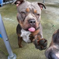 Dog Featured Image