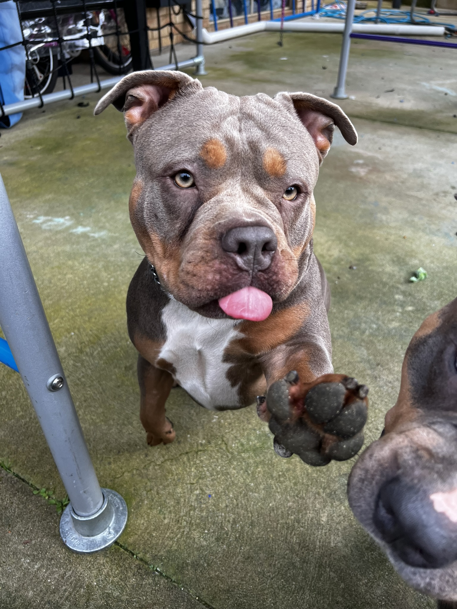 Dog Featured Image