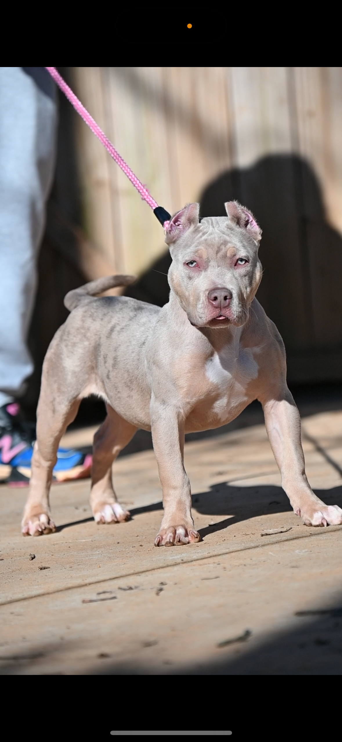 Dog Featured Image