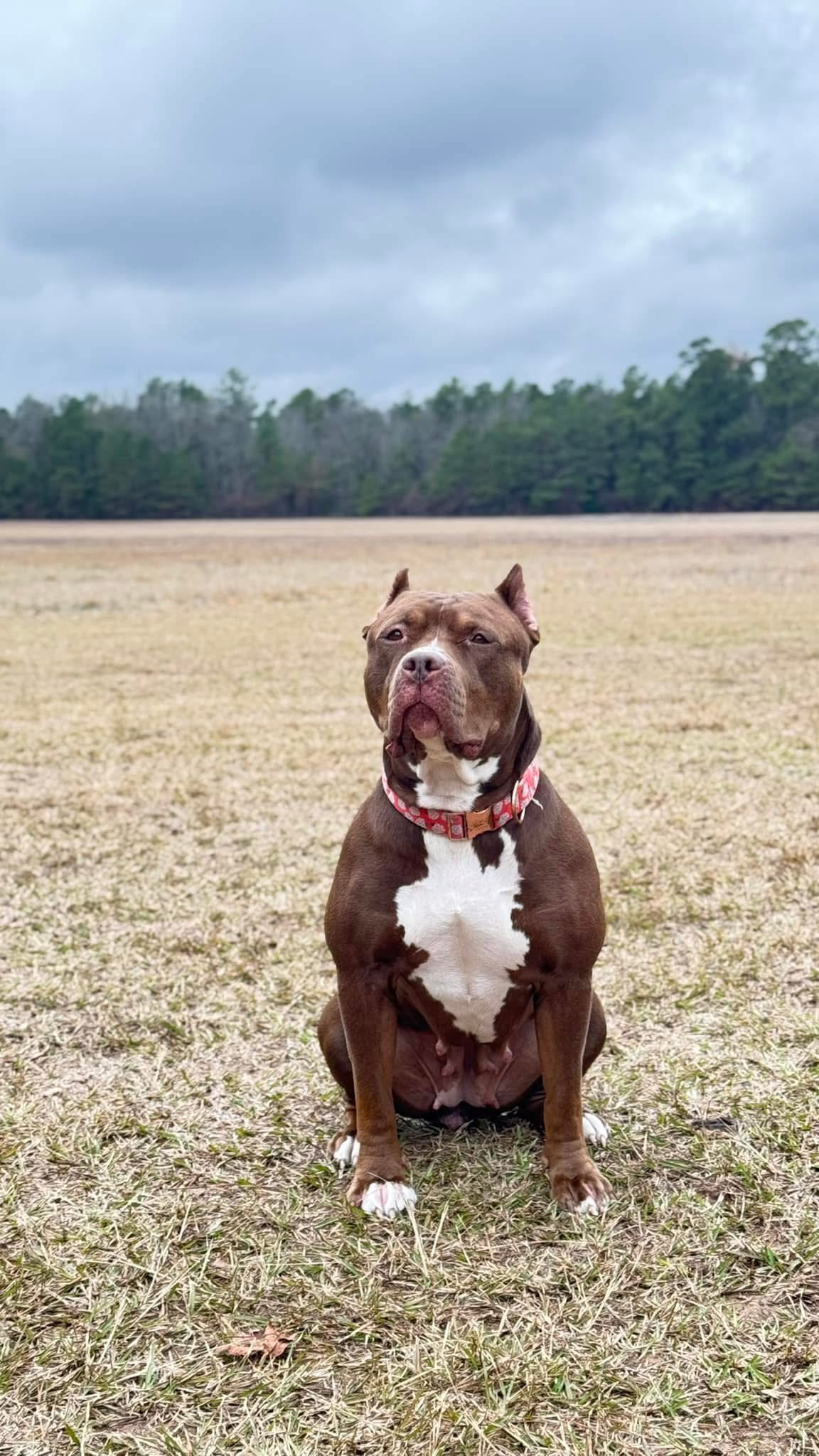 Dog Featured Image