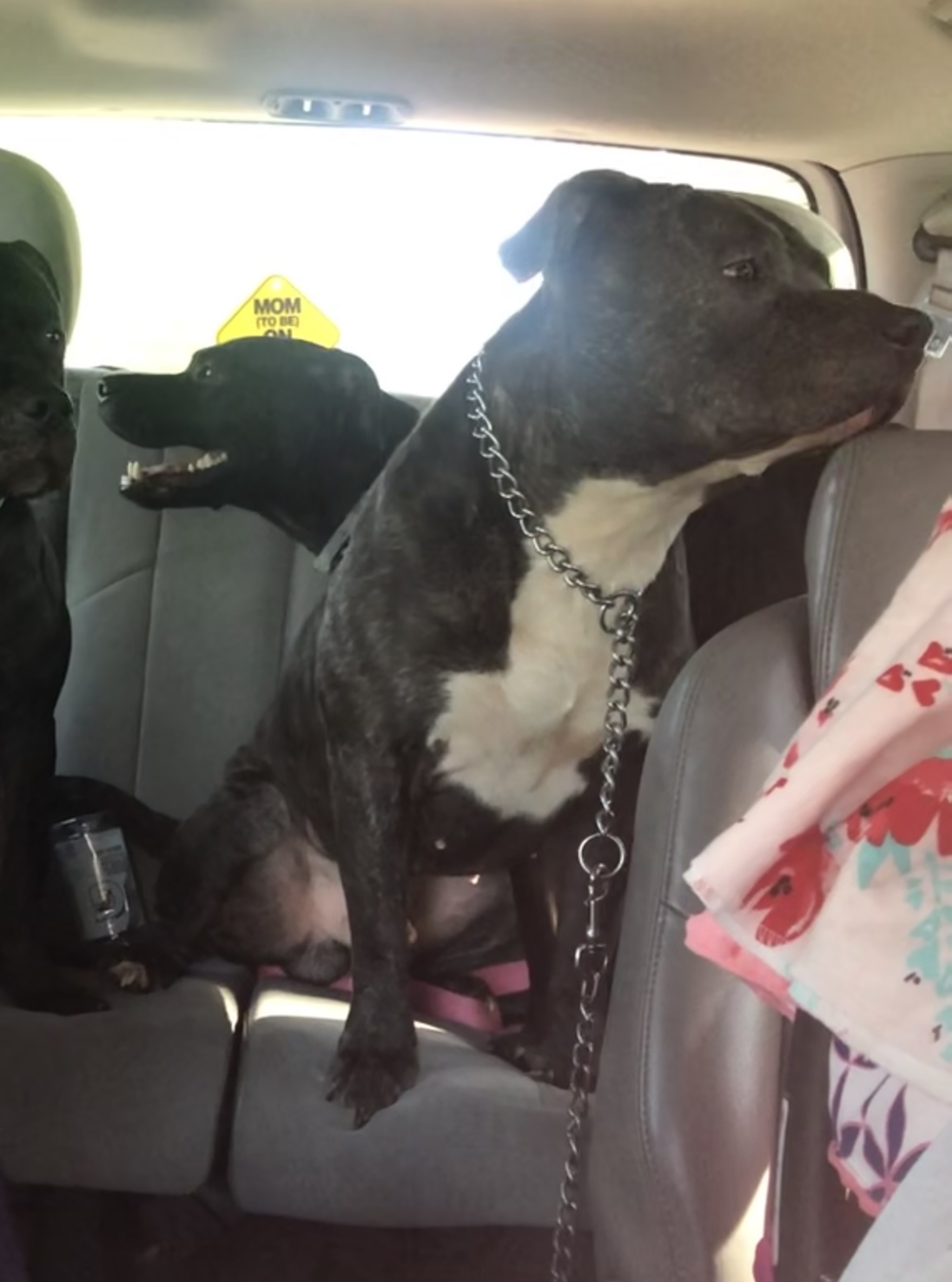 Dog Featured Image