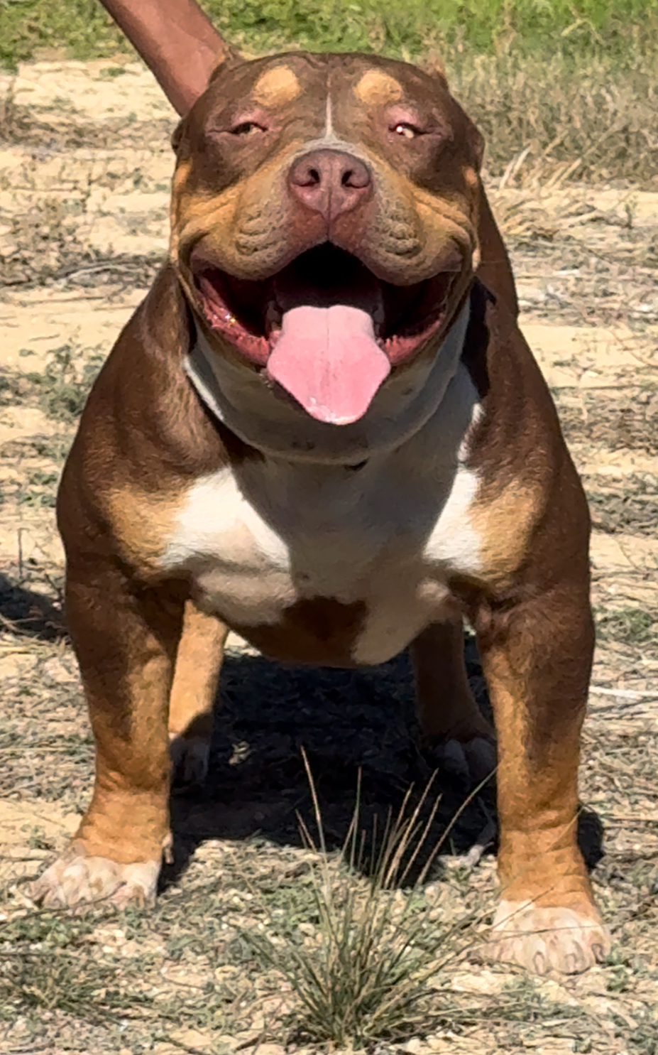 Dog Featured Image