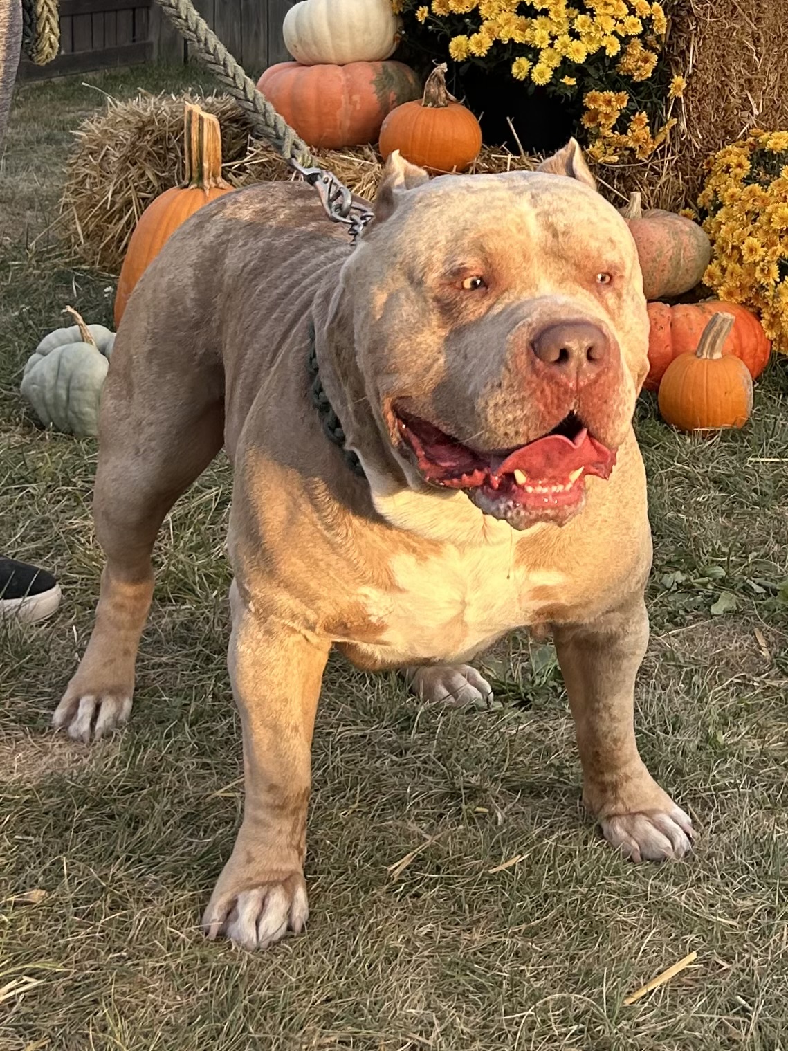 Dog Featured Image