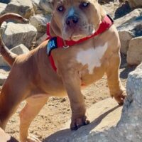 Dog Featured Image