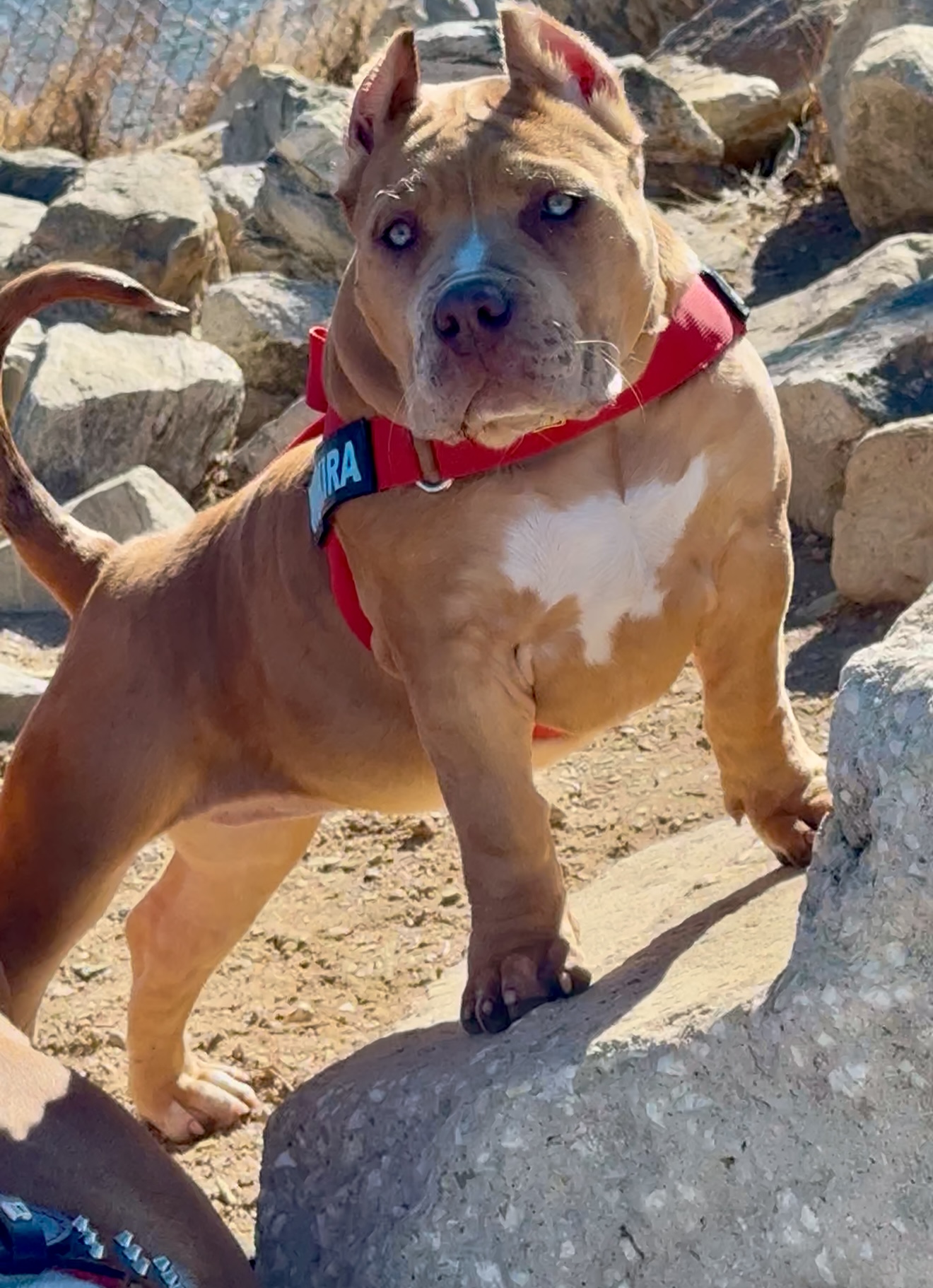 Dog Featured Image