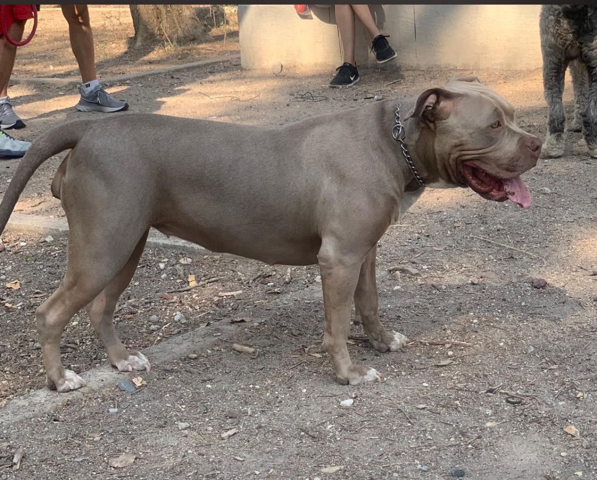 Dog Featured Image
