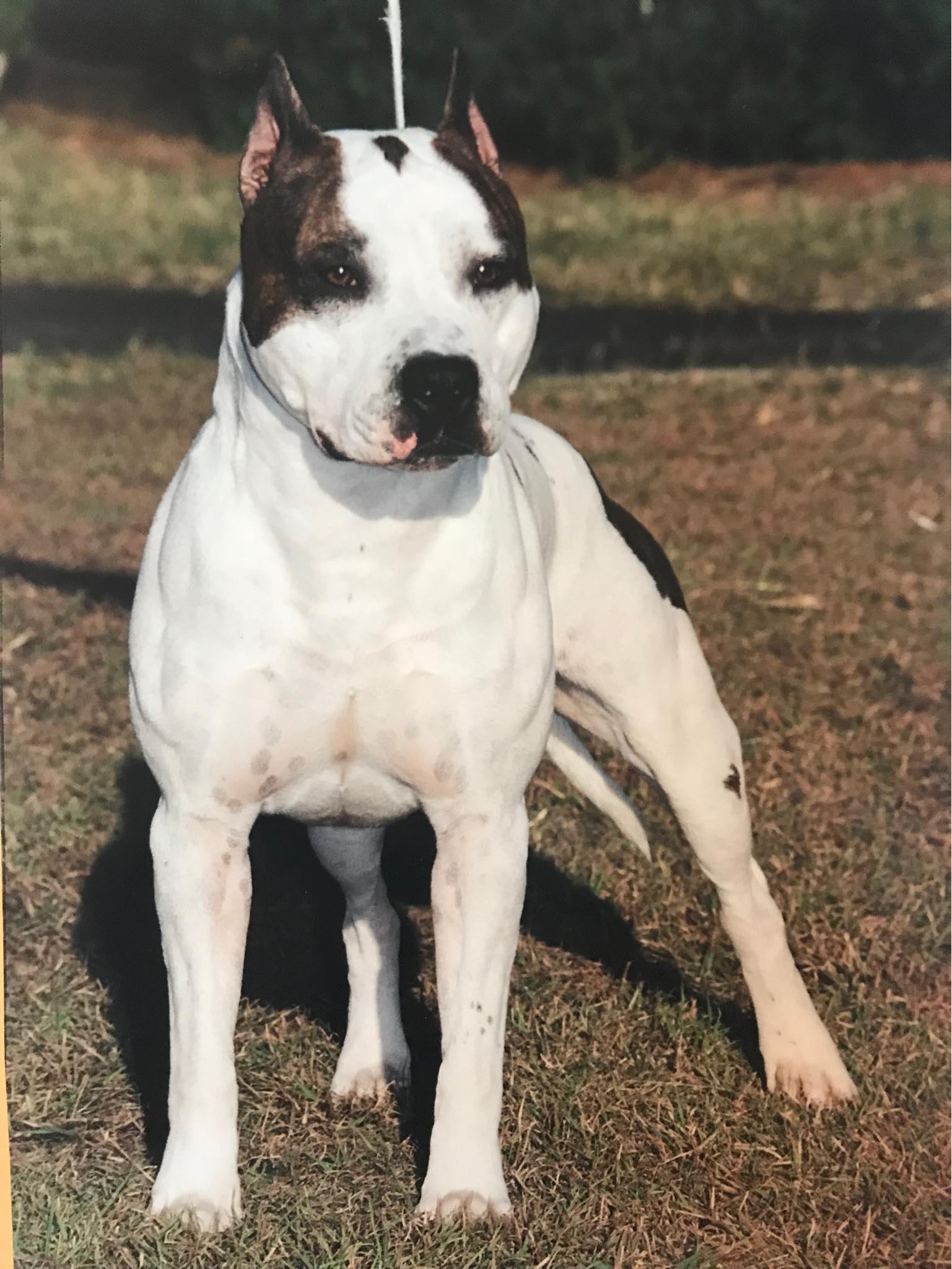 Dog Featured Image