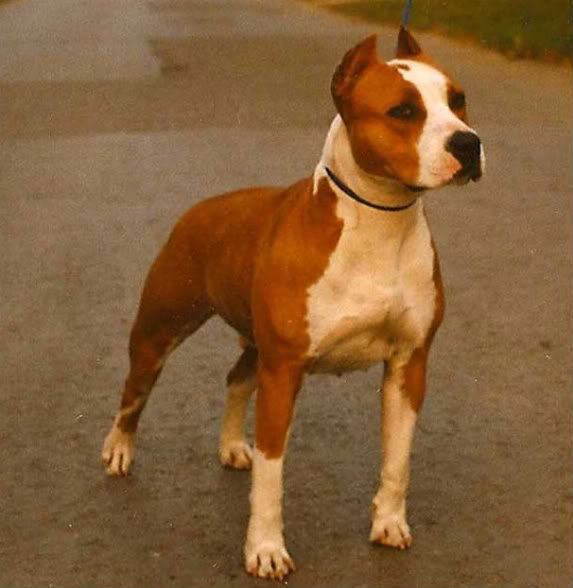 Dog Featured Image