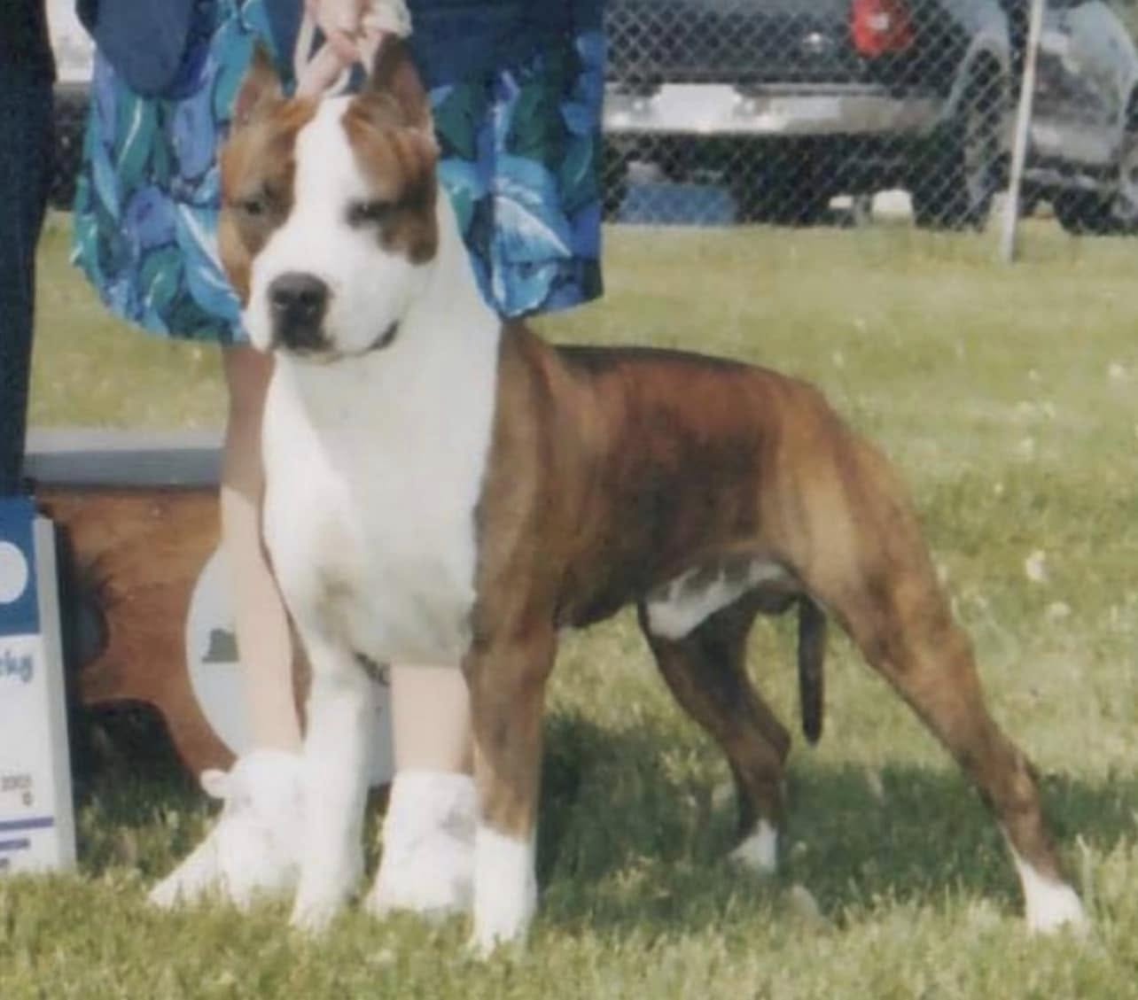 Dog Featured Image