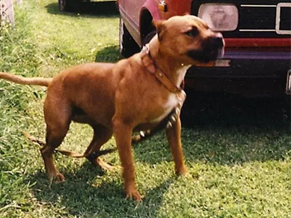 Dog Featured Image