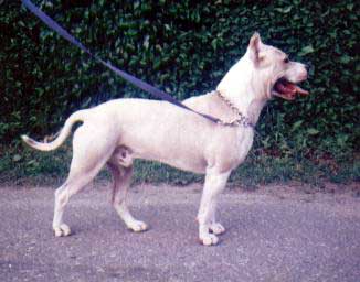 Dog Featured Image