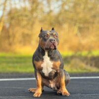 Dog Featured Image