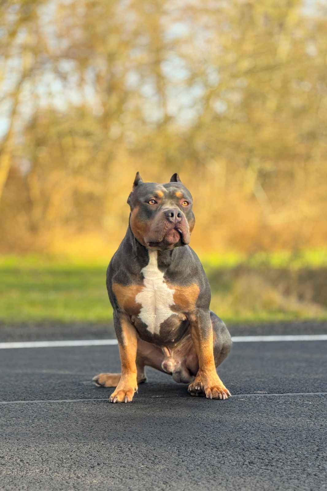 Dog Featured Image