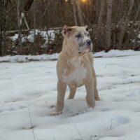 Dog Featured Image
