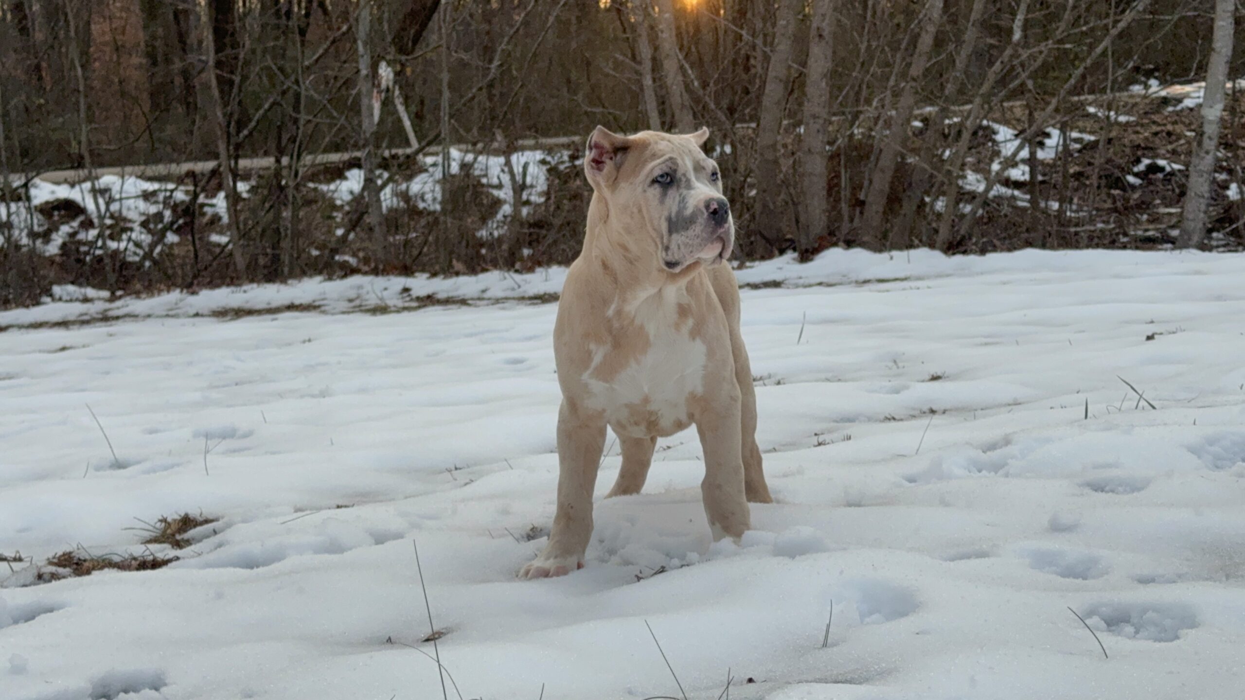 Dog Featured Image