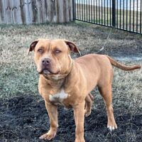 Dog Featured Image