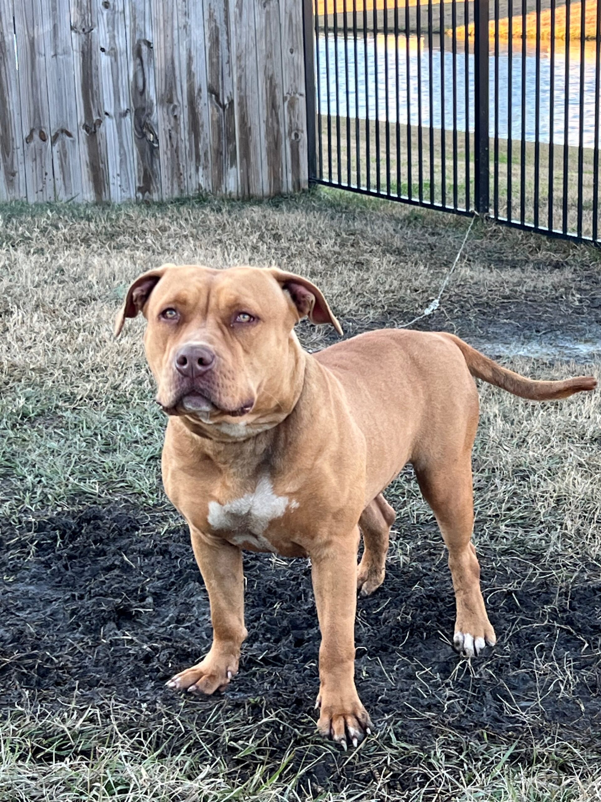 Dog Featured Image