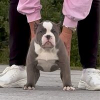 Dog Featured Image