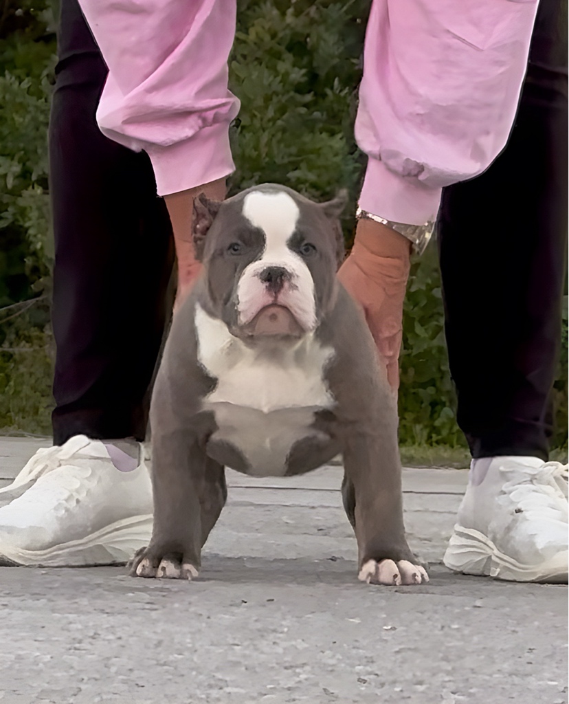 Dog Featured Image