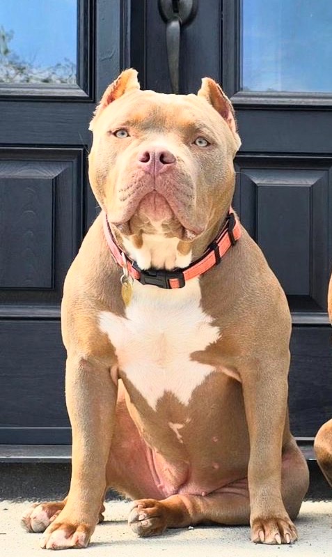 Dog Featured Image