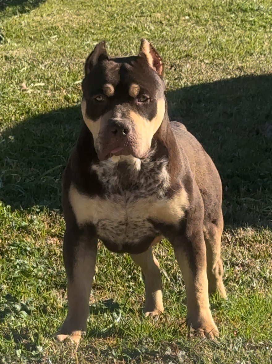 Dog Featured Image