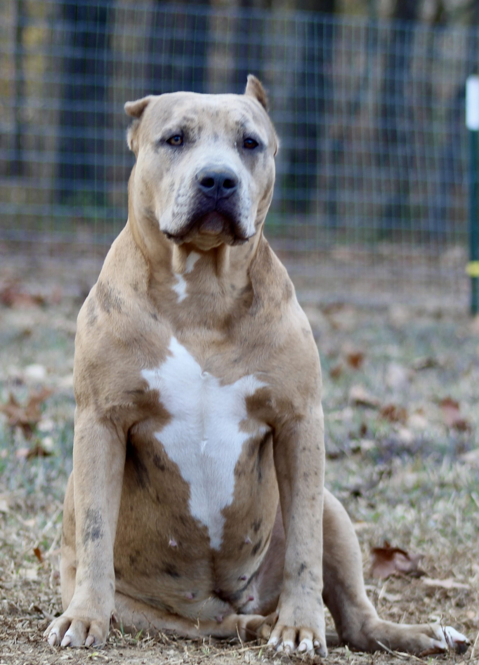 Dog Featured Image