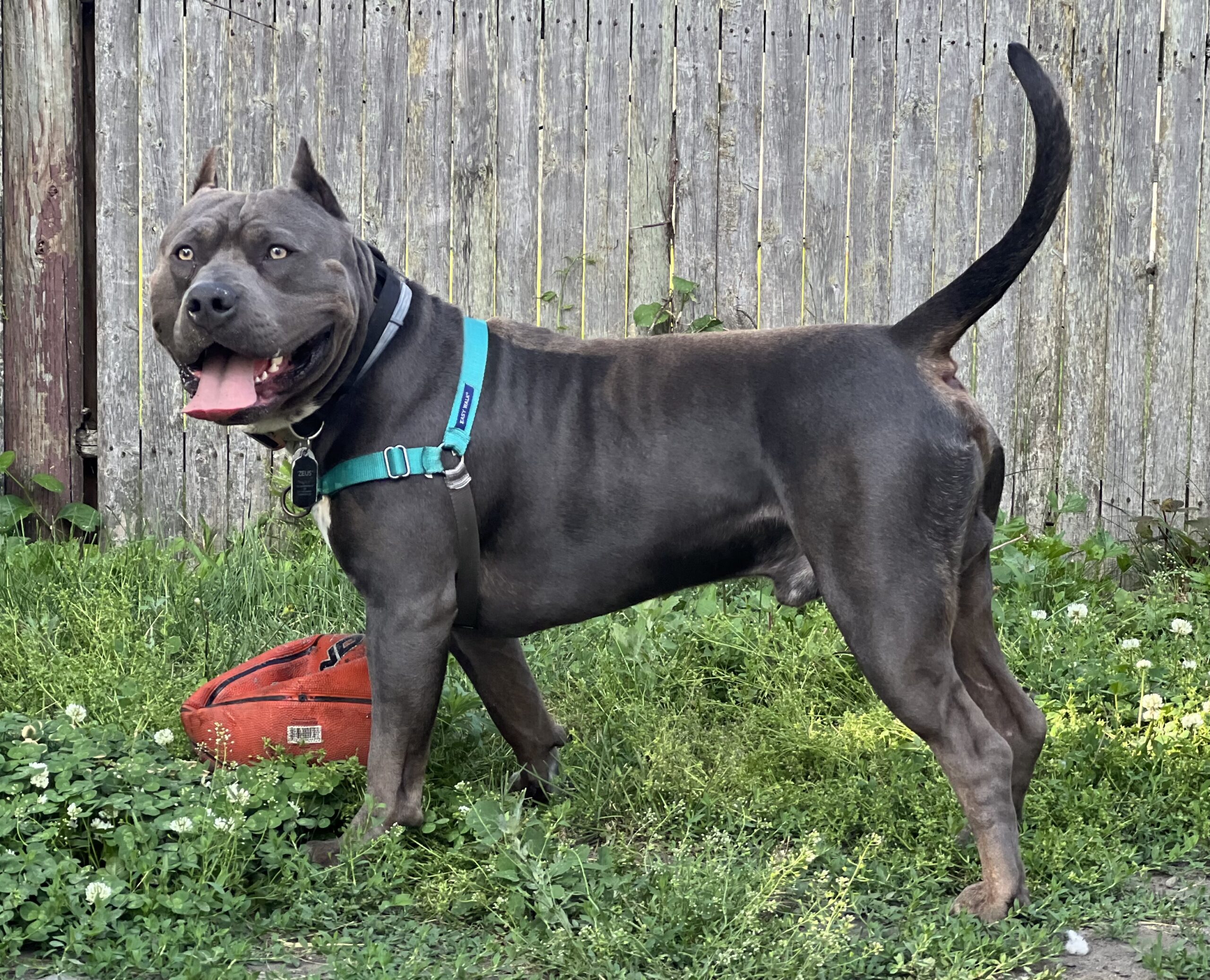 Additional Dog Image