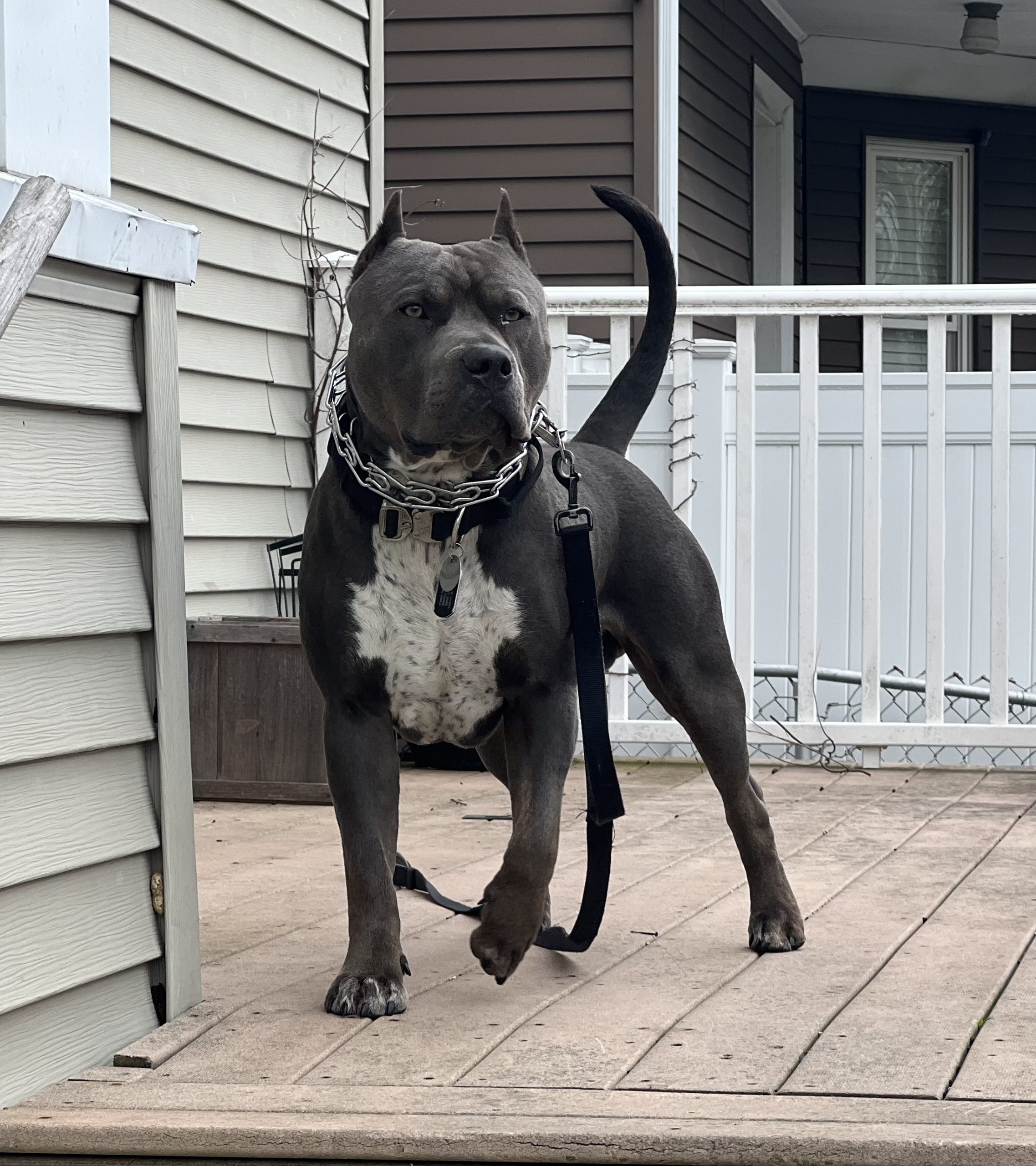 Additional Dog Image