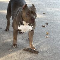 Dog Featured Image