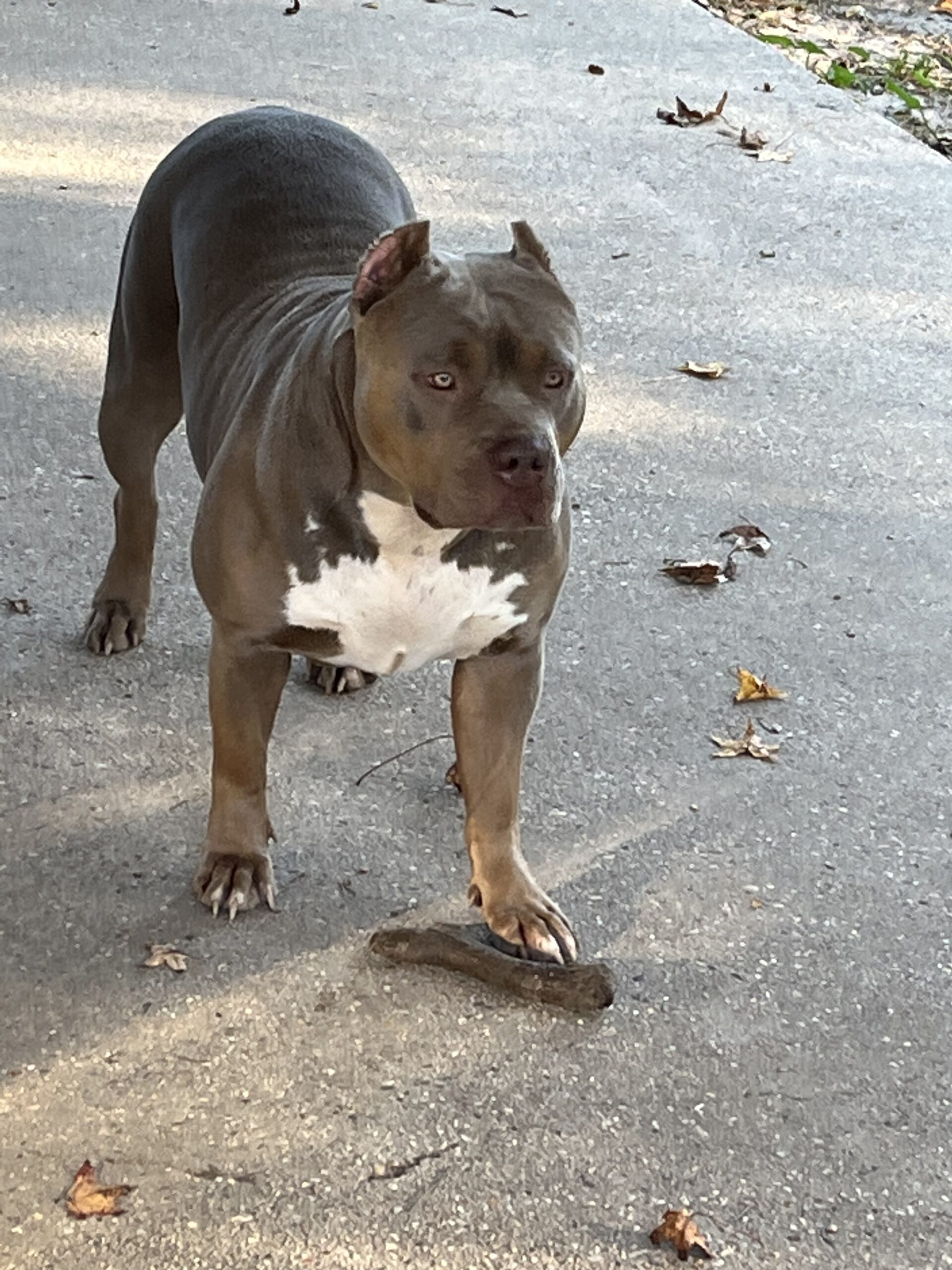 Dog Featured Image