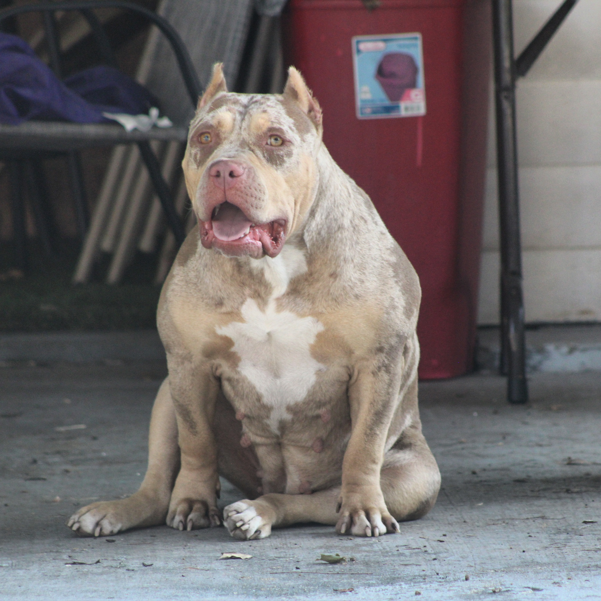 Dog Featured Image