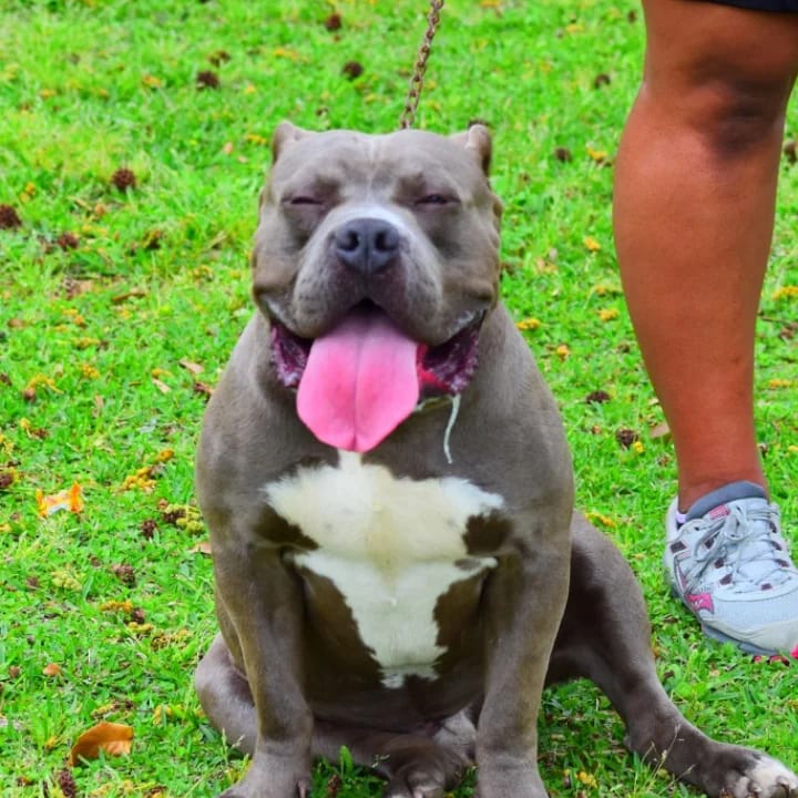 Dog Featured Image