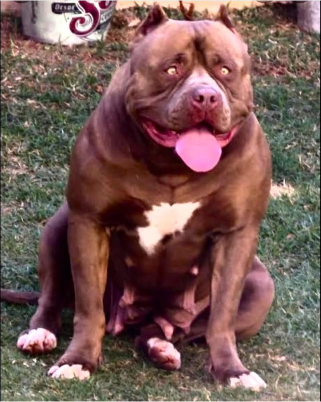 Dog Featured Image
