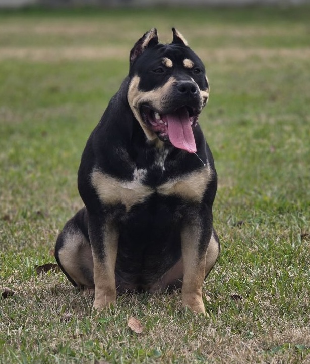 Dog Featured Image