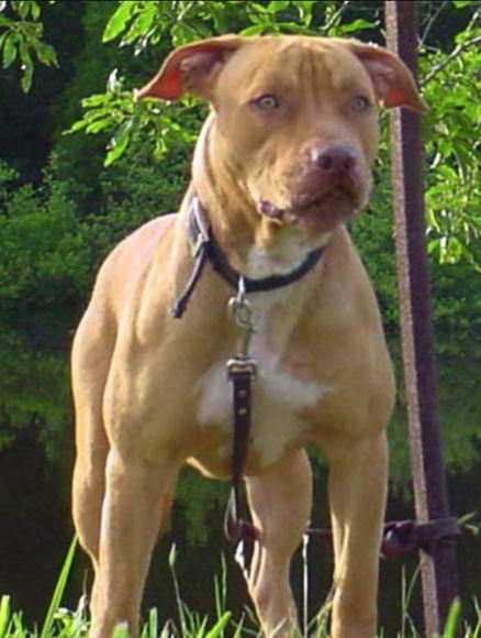 Dog Featured Image