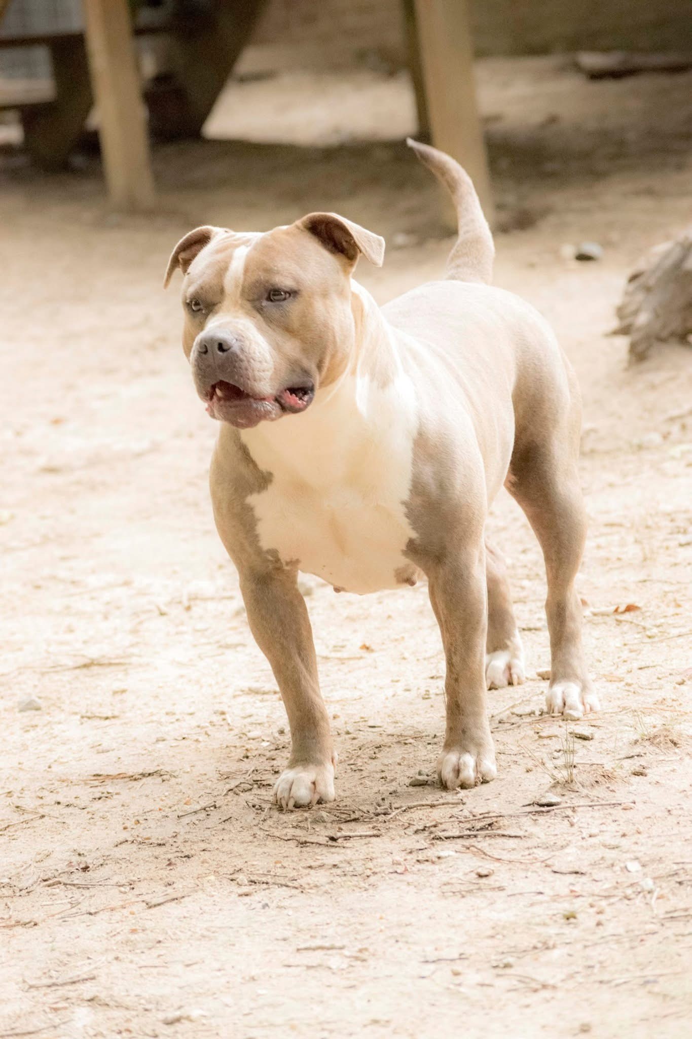 Dog Featured Image