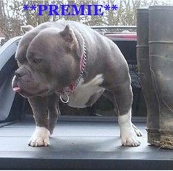 Dog Featured Image