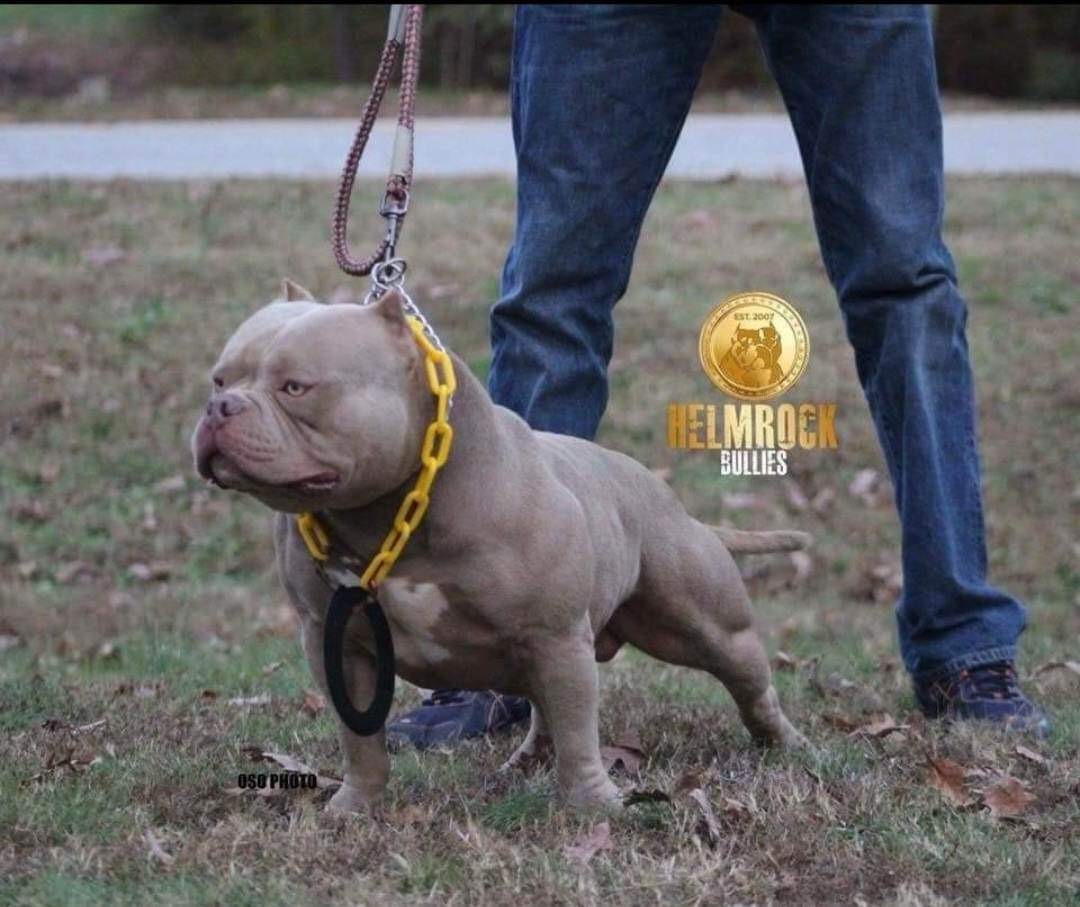 Dog Featured Image